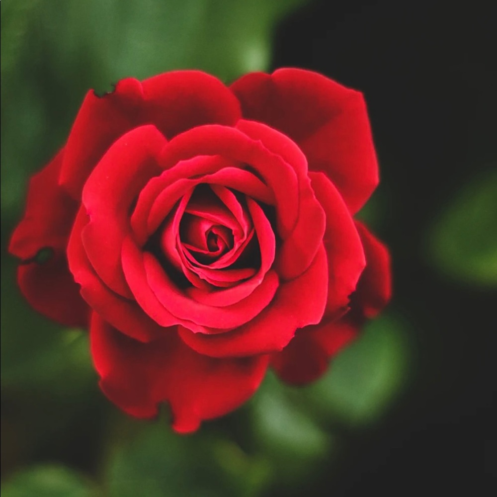 Meet your Posher, Lavita